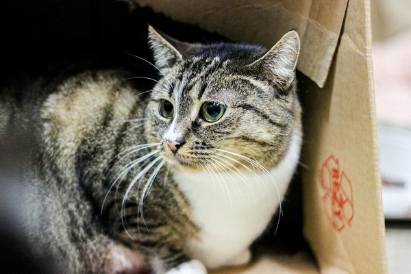 Metodi Infallibili: Addestra il Tuo Coniglio Nano all'Uso della Lettiera in Modo Rapido e Semplice!